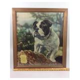 Framed Centlivre Brewery Bulldog Advertisement