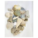 Seashells, variety of colors sizes condition and