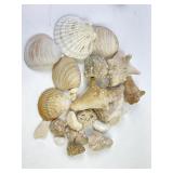 Seashells, variety of sizes colors condition and