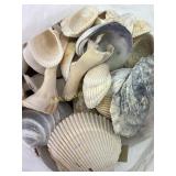 Sea shells