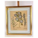 26"x24" sambucus arborrolea print