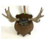 Mounted moose antlers- small broken piece
