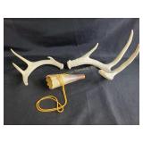 Antlers, horn