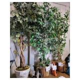 Artificial ficus trees (3)