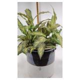 6 gallon two-tone crock and artificial Greenery,