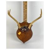 Mounted antlers