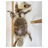 Taxidermy weasel w/turtle shell