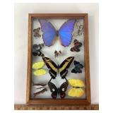 Beautiful Taxidermy butterflies