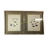 (2) Hand Colored Butterfly Hand Colored Prints 19t