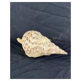 14 Inch Triton Shell Specimen