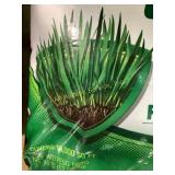Scottï¿½s turf builder lawn food 37.5 pound bag.