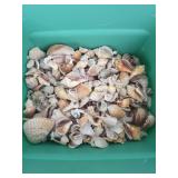 Sea shells some are broken.