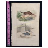Buffon Hand Colored Engraving of Animals, 18th Cen