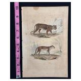Buffon Hand Colored Engraving - Tiger and Leopard