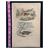 Buffon Hand Colored Engraving of L