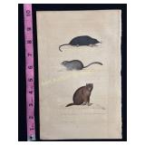 Buffon hand colored engraving of animals