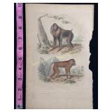 Buffon Hand Colored Engraving of Mandrill and Papi
