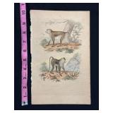 Buffon Hand Colored Engraving of Monkeys, Circa 18