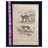 Buffon Hand Colored Engraving - Monkeys Le Malbrou