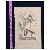 Buffon Hand Colored Monkey Engraving, Le Monat and