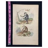Buffon Hand Colored Engraving of Primates, 18th Ce