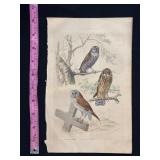 Buffon Hand Colored Engraving of Owls, Le Chouette
