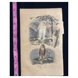 Buffon Hand Colored Engraving - Le Harfang & La Ch