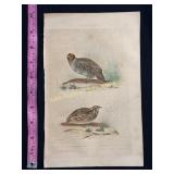 Buffon hand colored engraving of partridges