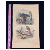 Buffon Hand Colored Original Owl Engraving