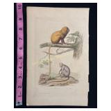 Buffon Hand Colored Engraving of Le Marikina and L