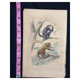 Buffon Hand Colored Monkey Engraving