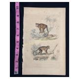 Buffon hand colored engraving of monkeys, 18th cen