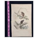 Buffon Hand Colored Engraving of Monkeys