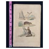 Buffon Hand Colored Engraving, Animals, 18th Centu