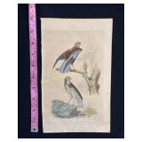 Buffon Hand Colored Bird Engraving - La Harpaye