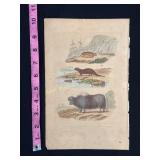 Buffon Hand Colored Engraving - 18th Century