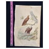 Buffon Hand Colored Engraving of Eagles, c.18th Ce