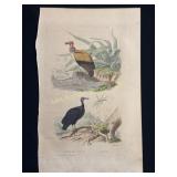 Buffon Hand Colored Bird Engraving, Le Roi des Vau