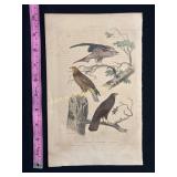 Buffon Hand Colored Engraving of Birds, Le Milan,