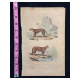 Buffon Hand Colored Engraving - La Panthï¿½re & Le C