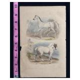 Buffon Hand Colored Engraving of Horses, Cheval Ba