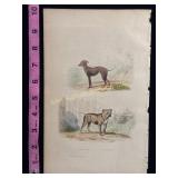 Buffon hand colored engraving of dogs