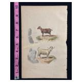 Buffon hand colored engraving of goats