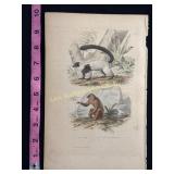 Buffon Hand Colored Engraving - Le Vari & Loris du