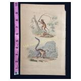Buffon Hand Colored Engraving of Lemurs, c.18th Ce