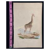 Buffon Hand Colored Engraving ï¿½La Girafe