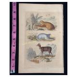 Buffon hand colored engraving of animals