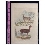 Buffon hand colored engraving of llama and vicuï¿½a