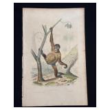 Buffon Hand Colored Engraving - Orangoutang