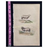 Buffon Hand Colored Engraving of Sheep and Ram